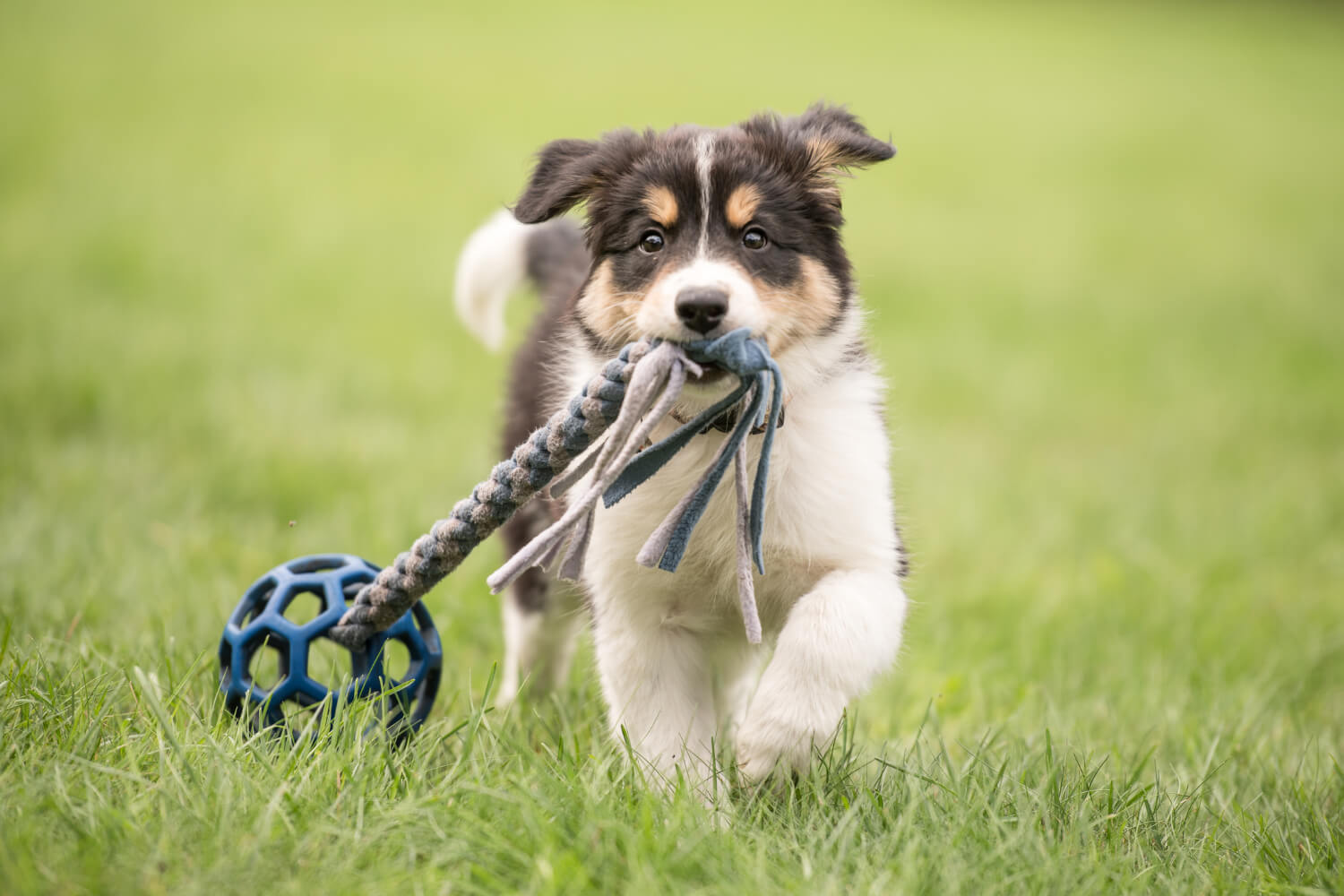 Dog Daycare South Auckland Doggy and Puppy Daycare Auckland